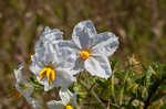 Sticky nightshade